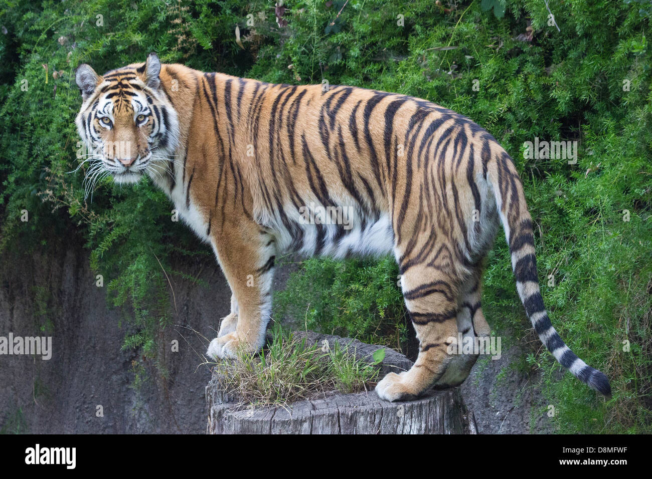 Tigre sur un log- une belle jeune tigre de Sumatra fixe à l'appareil photo pendant la tristement une fin d'après-midi l'alimentation pré-romp Banque D'Images