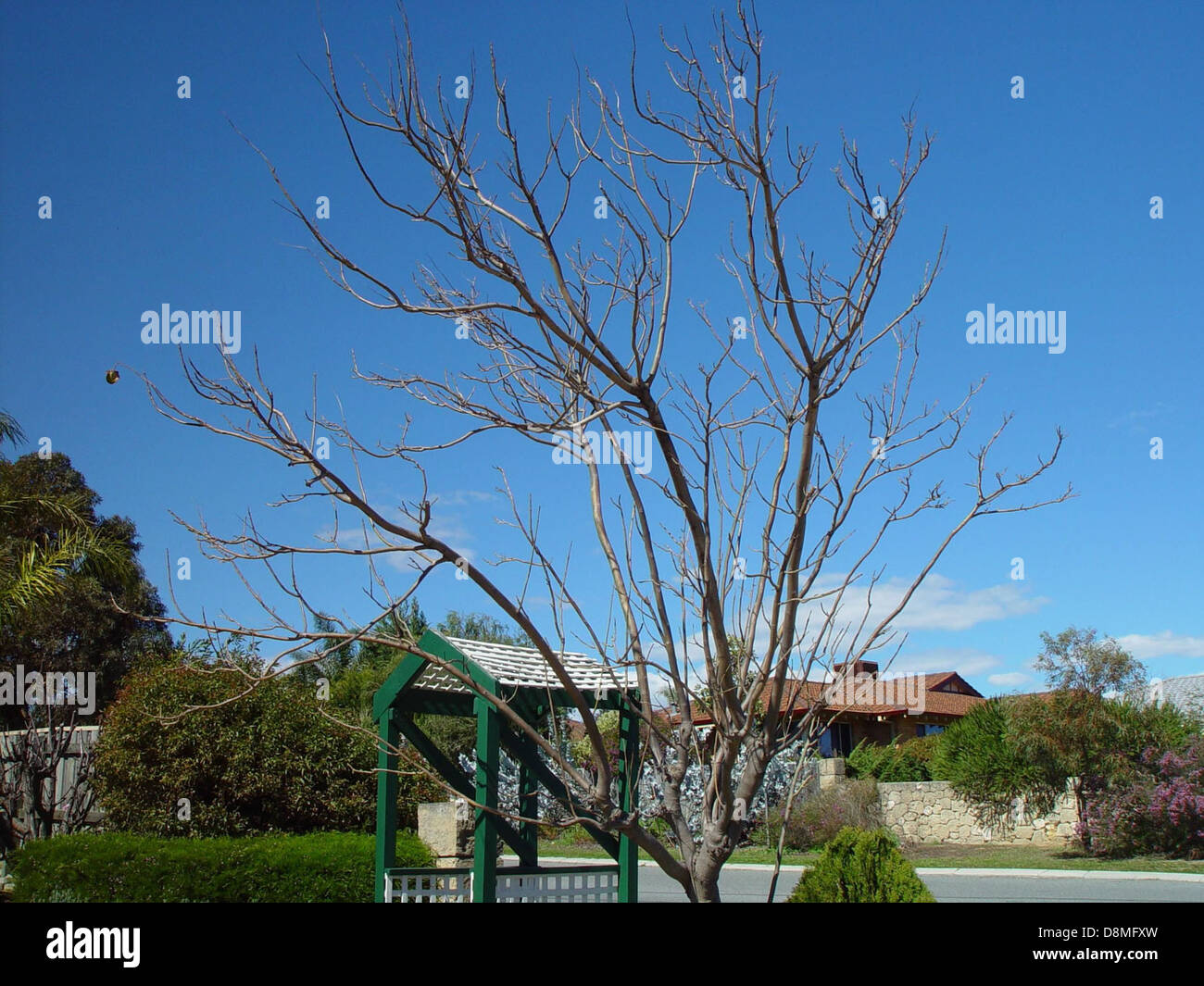 Une seule feuille s'accroche à une branche d'arbre, symbolisant la fin de l'automne ou les changements de saison. L’image se concentre sur la structure détaillée de la feuille et sa résilience dans un climat plus frais. Banque D'Images