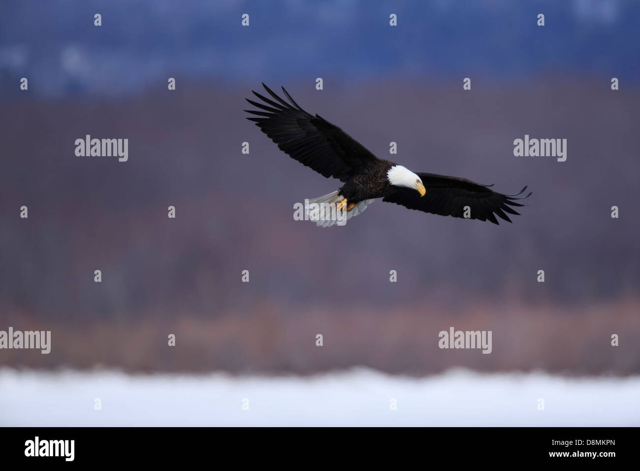 Pygargue à tête blanche (Haliaeetus leucocephalus) la chasse dans le fleuve Mississippi en hiver - Minnesota, USA. Banque D'Images