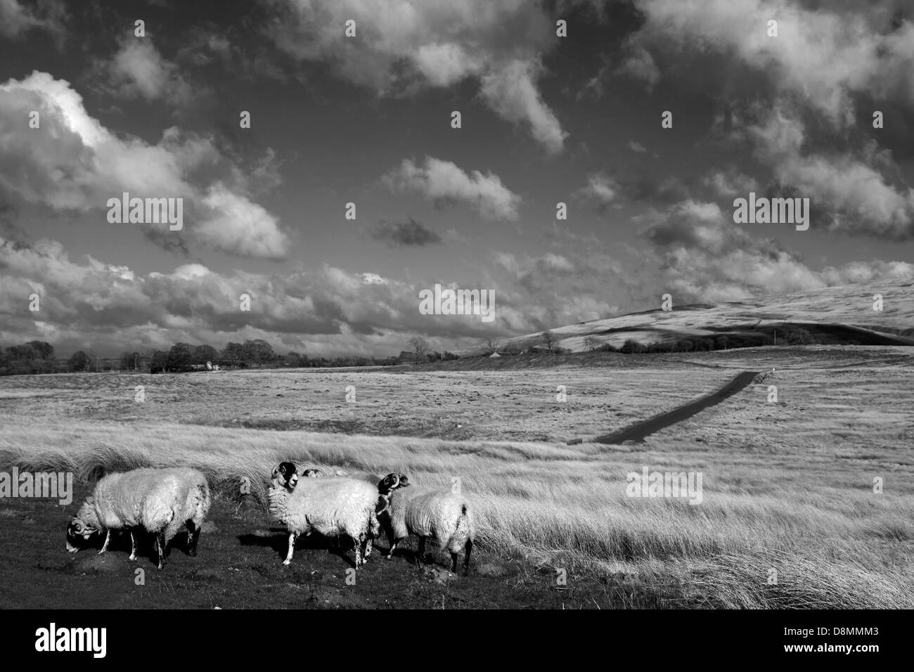 Les moutons se promènent en liberté sur les communes Banque D'Images