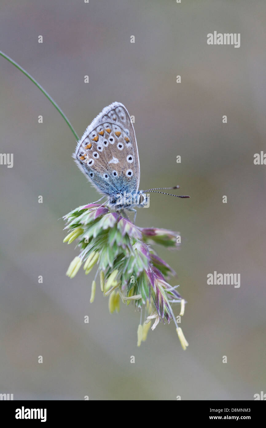 Papillon Bleu commun (Polyommatus icarus) Banque D'Images