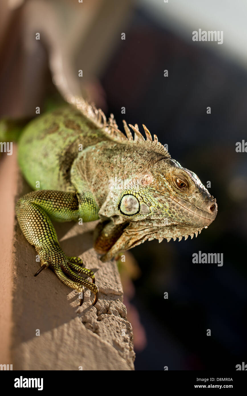 Iguana posing at le soleil et se détendre Banque D'Images