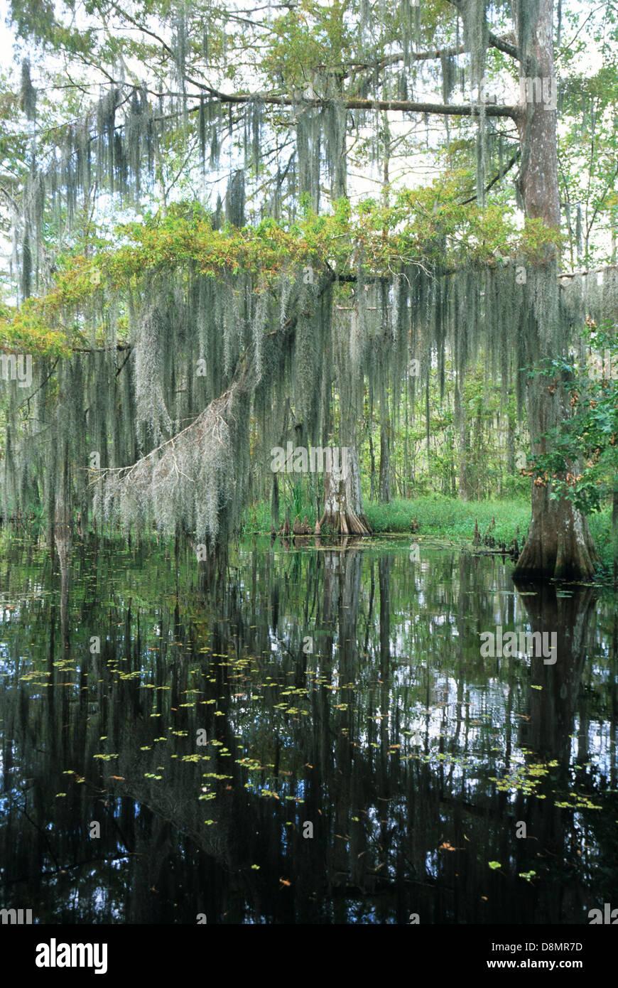 Elk283-4638v la Louisiane, pays Cajun, Big Bayou swamp cyprès chauve, noir Banque D'Images