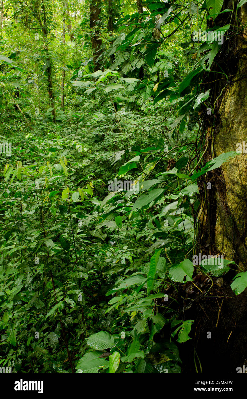 La forêt tropicale dans l'île de Bastimentos Banque D'Images