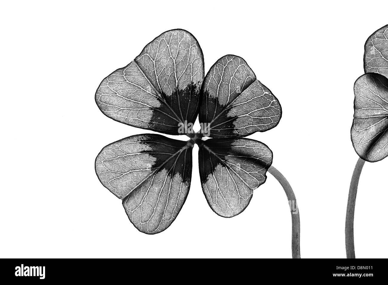 Trèfle à quatre feuilles isolé sur fond blanc Banque d'images noir et blanc  - Alamy