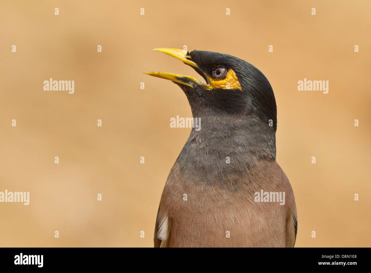 Myna Common Myna Acridotheres ou indiennes (tristis) Banque D'Images