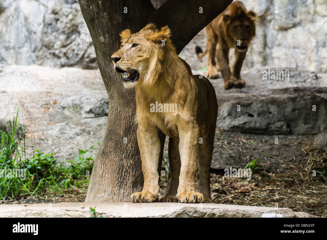 Deux Lion à Chiangmai Zoo , Thaïlande Banque D'Images