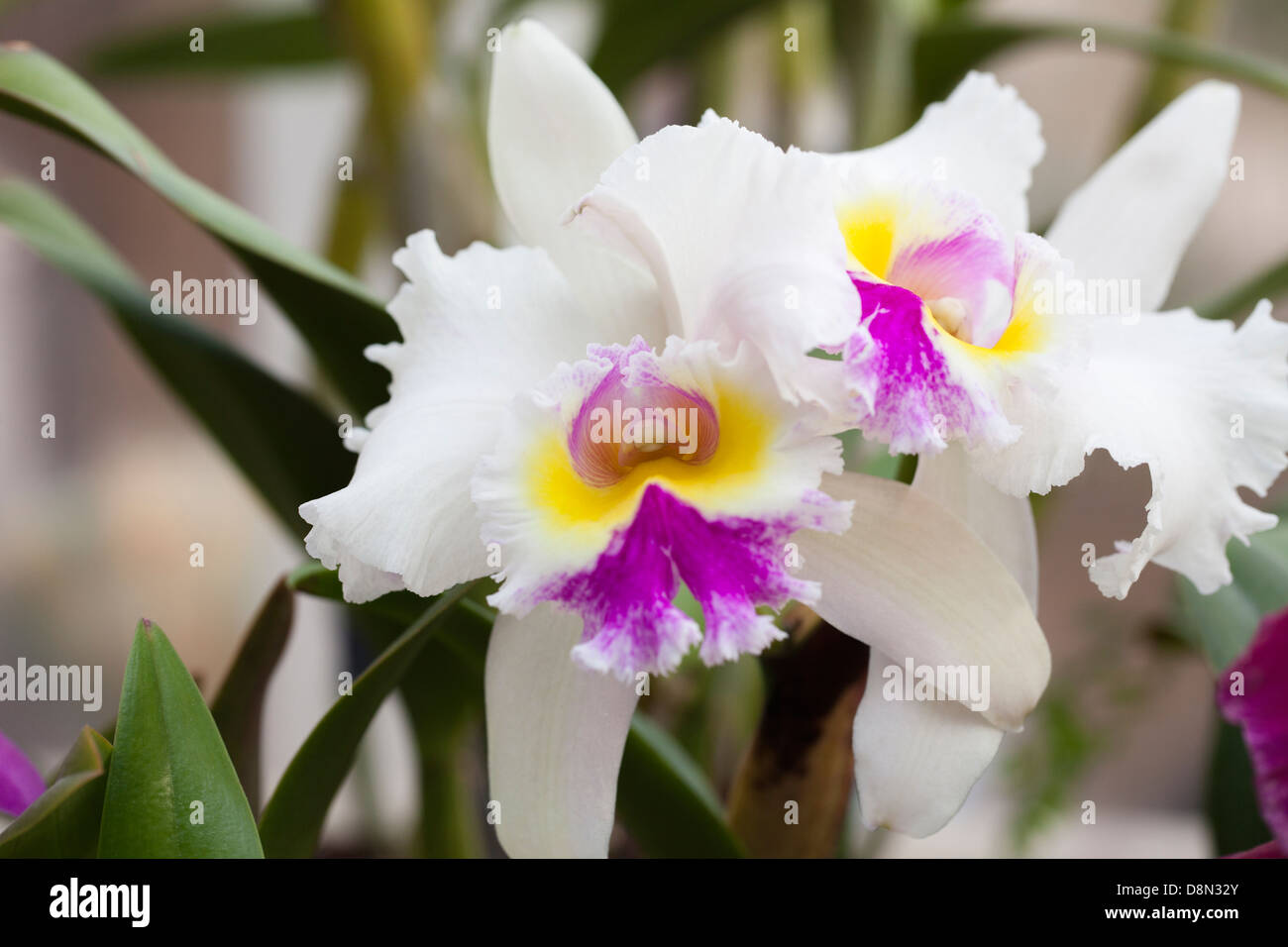 Orchidée blanche - High Sierra Lynn Banque D'Images