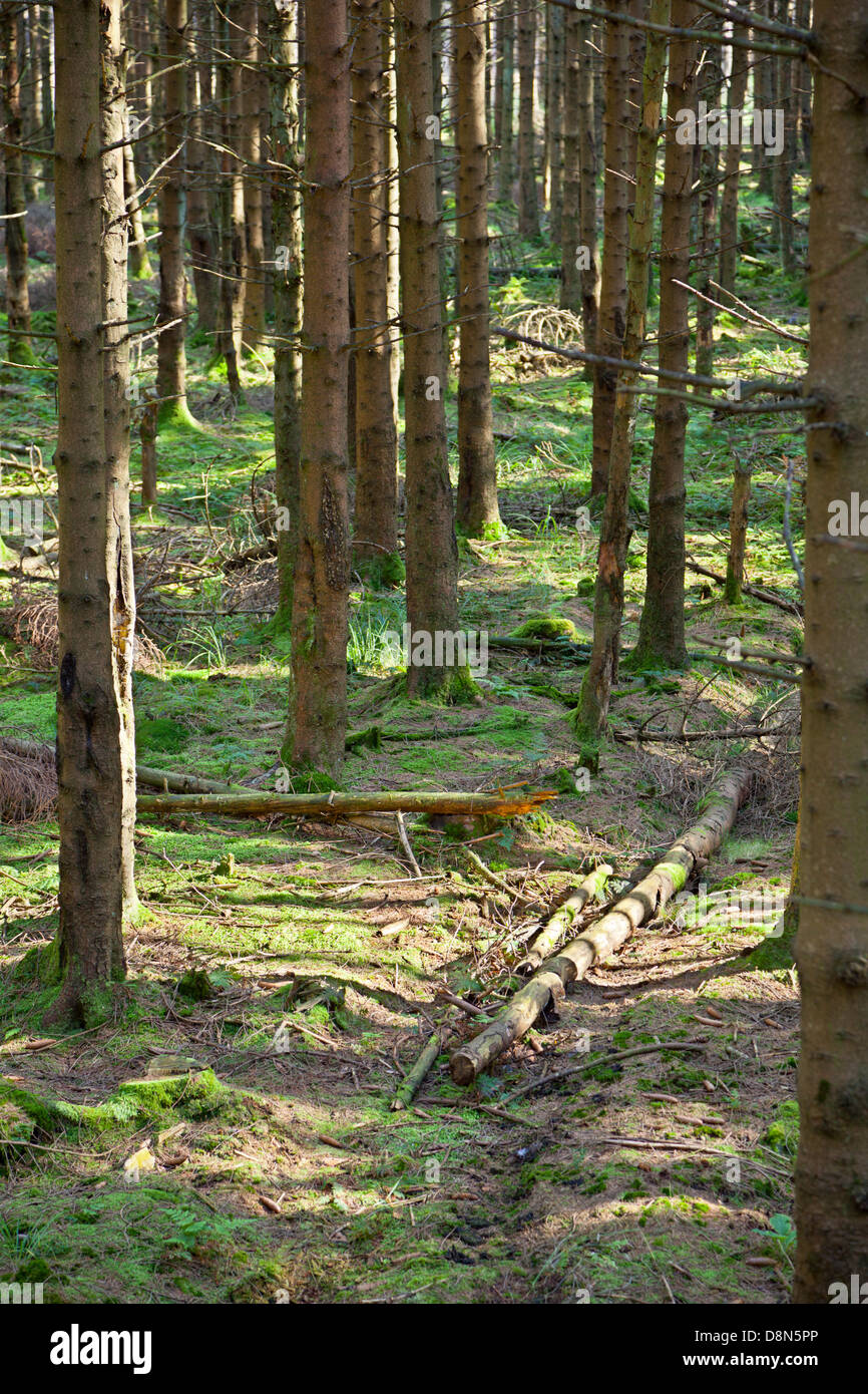 Scène forestière à partir d'une position élevée en automne. Hautes Fagnes, Belgique. Banque D'Images