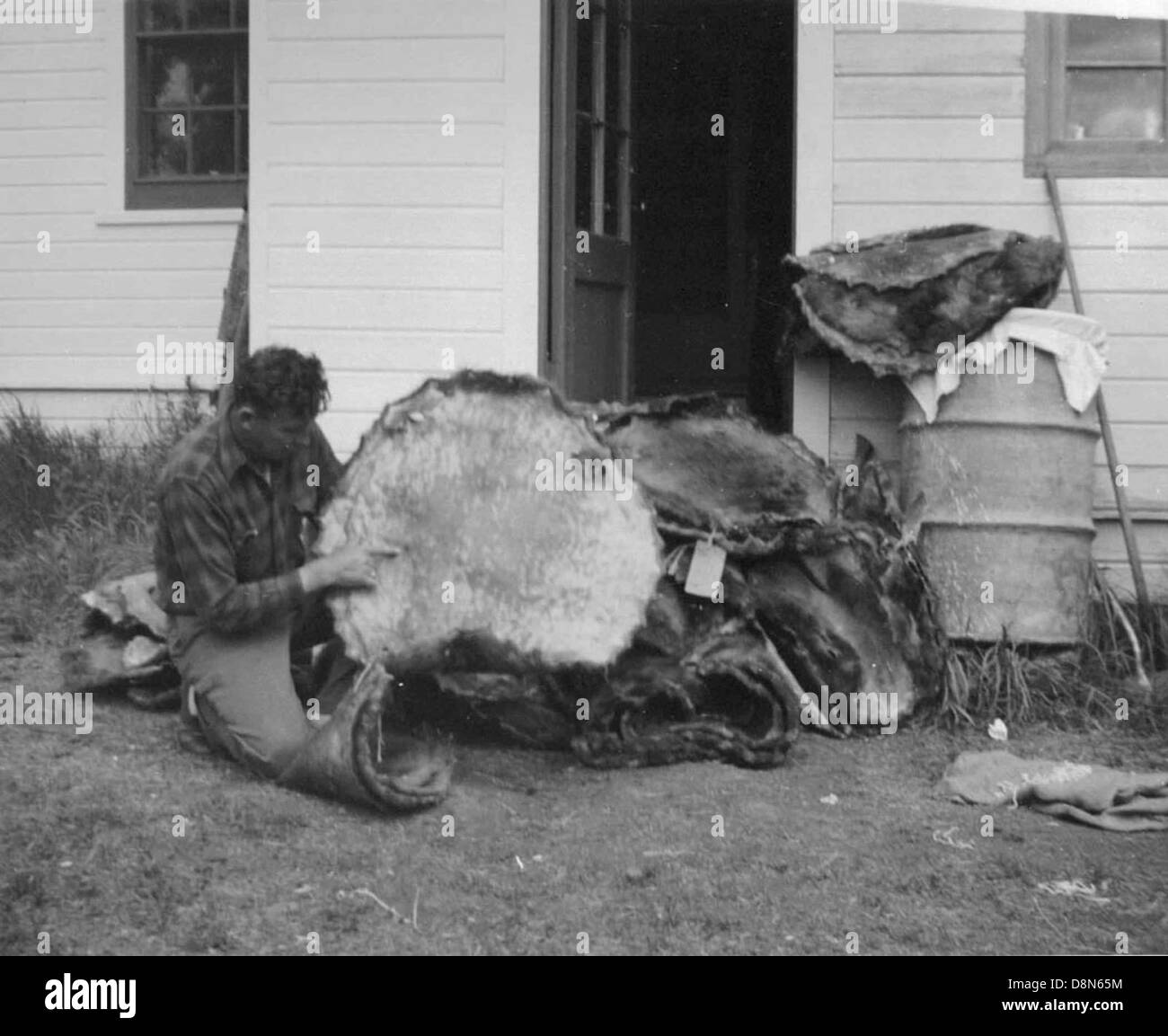Une scène historique représentant un agent nommé Bragg avec une collection de peaux de castor. L'image représente le commerce des fourrures, une partie importante de l'histoire américaine, en particulier dans les régions frontalières où les trappeurs à fourrures échangeaient des fourrures contre des marchandises. Banque D'Images
