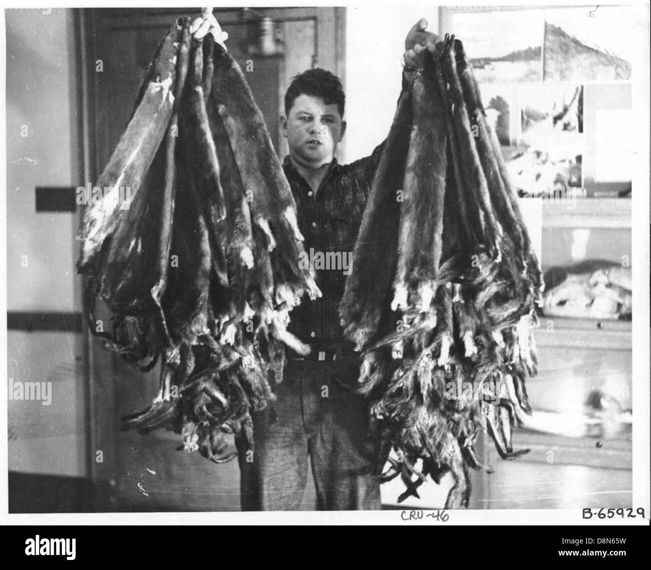 L'agent Childers examine les peaux de vison saisies, qui font partie d'une enquête sur le commerce illégal de fourrures. L'image met en évidence les efforts de conservation et les lois de protection de la faune en place pour lutter contre le trafic illicite. Banque D'Images