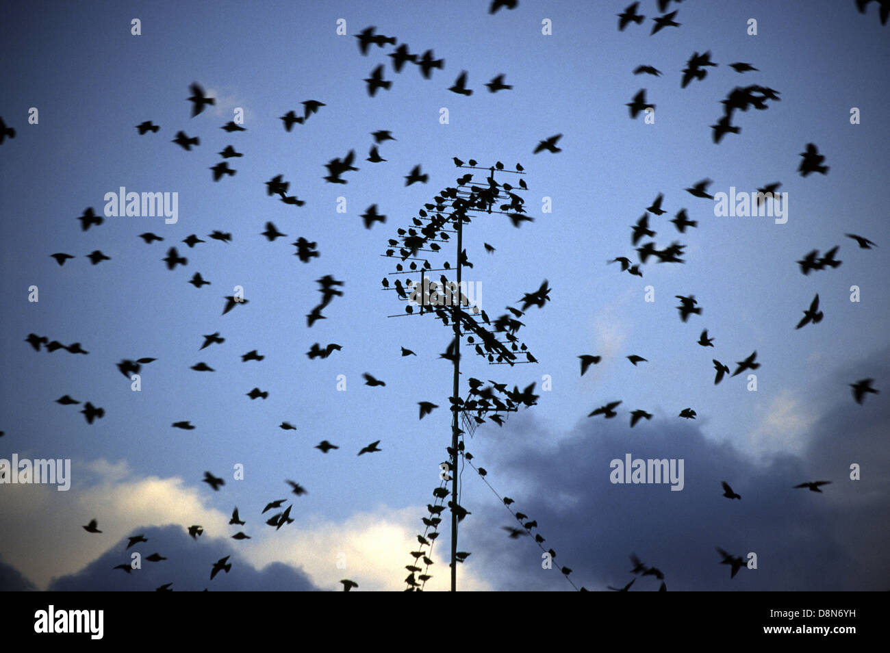 Troupeau d'oiseaux paruline sur la vieille antenne TV antenne Tel Aviv ISRAËL Banque D'Images