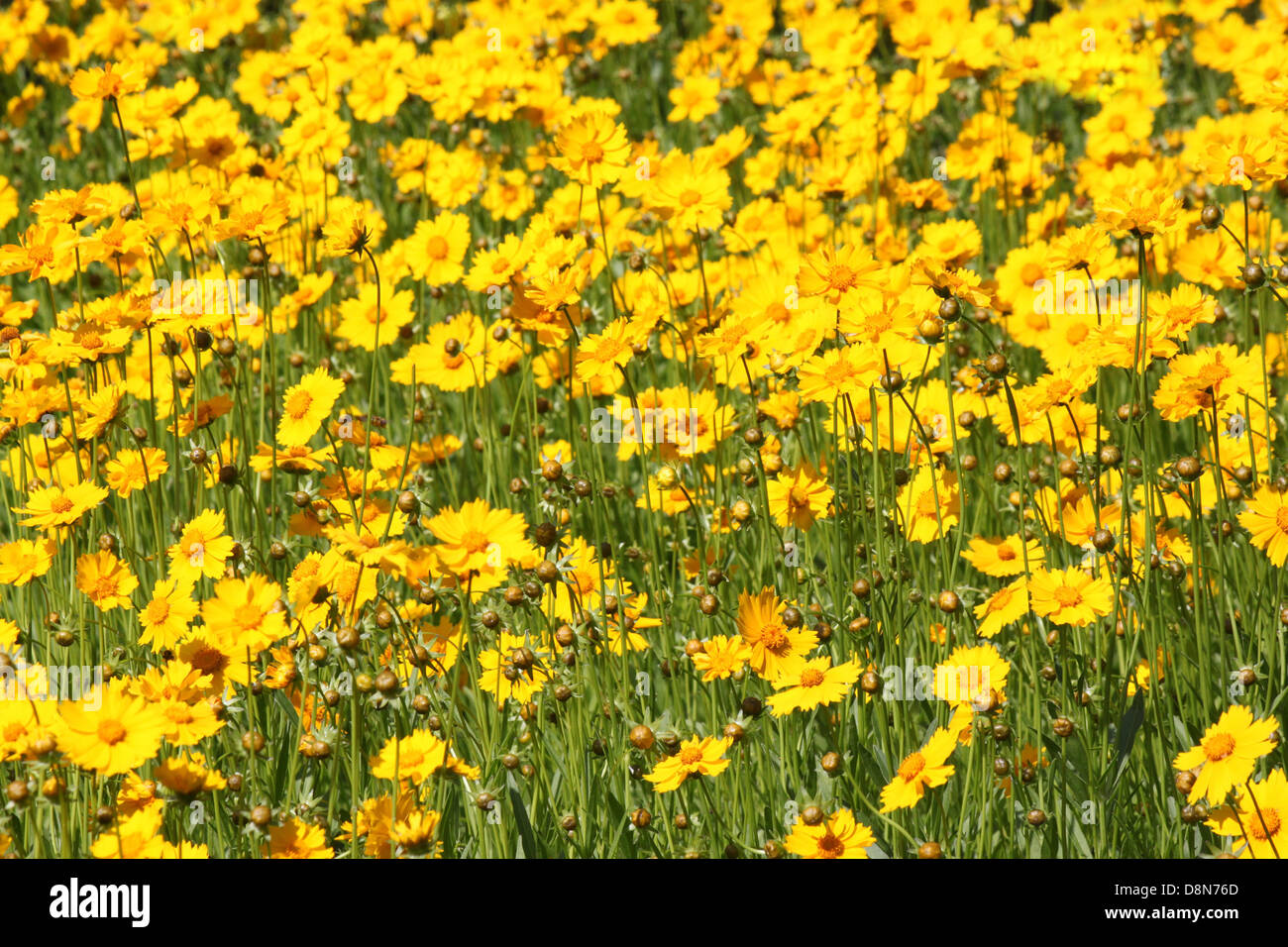 Parterre de fleurs jaunes Banque D'Images