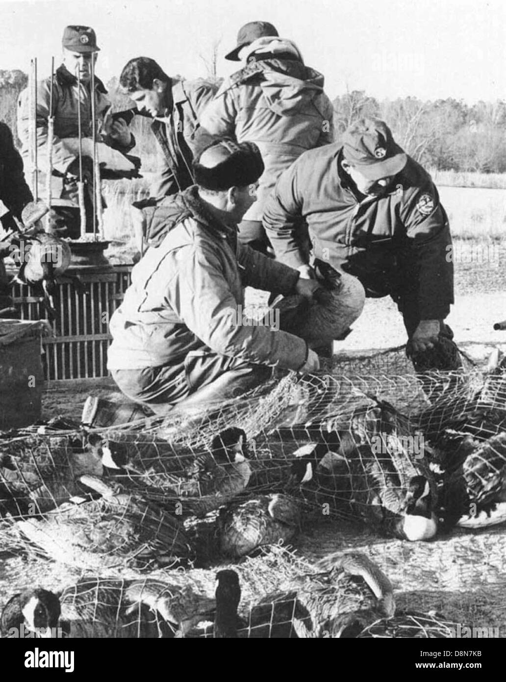 Photographie historique montrant des personnes participant à une opération de baguage d'oies, où des oiseaux sont capturés, bagués avec des étiquettes d'identification et relâchés à des fins de recherche. Cette pratique aide à suivre les schémas migratoires et les données démographiques. Banque D'Images