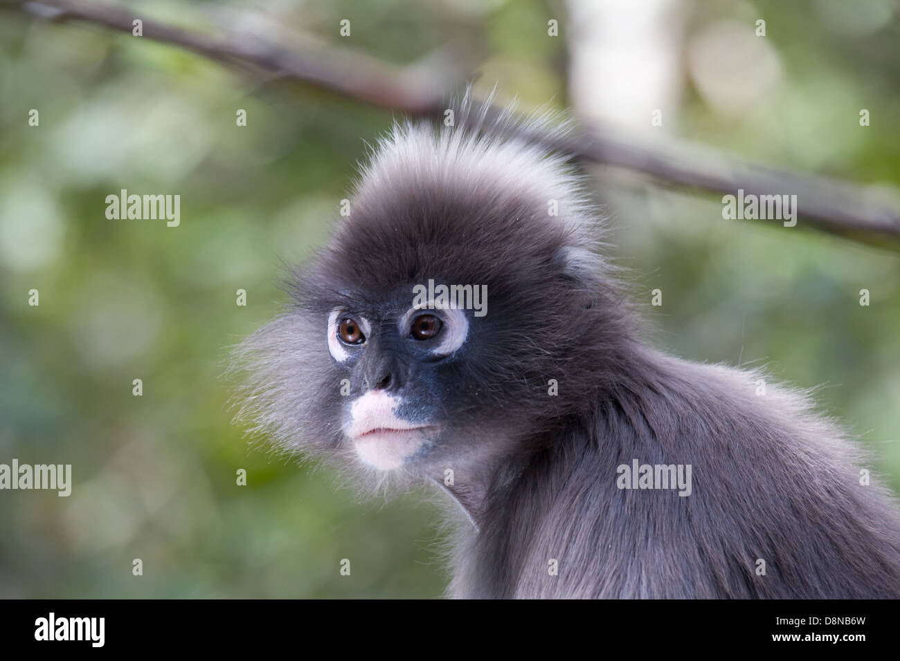 Ours à lunettes Langur Monkey Banque D'Images