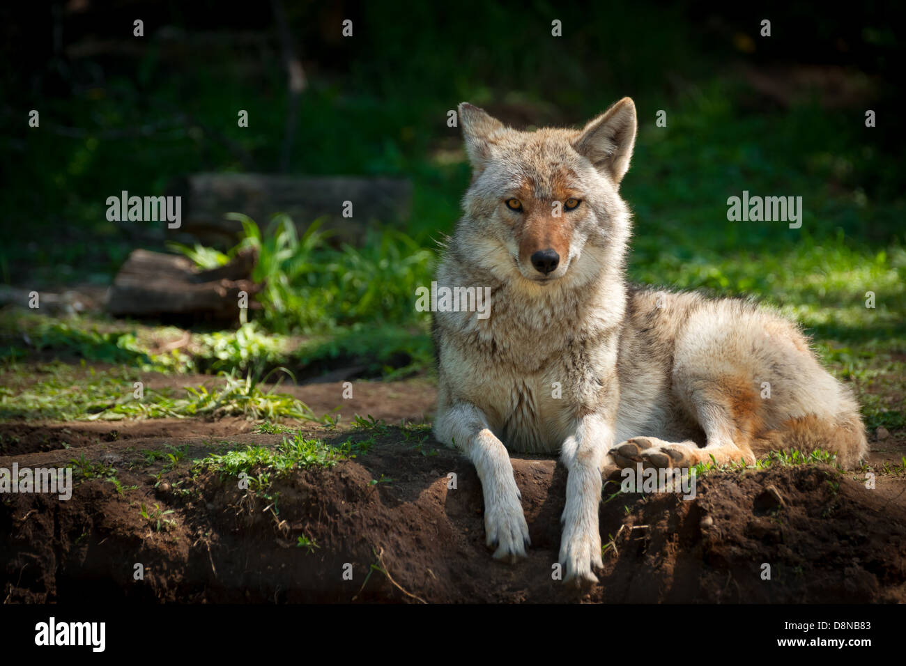 Une belle North American Coyote (Canis latrans) regarde dans la caméra comme il se trouve sur un patch de saleté dans une forêt canadienne. Banque D'Images