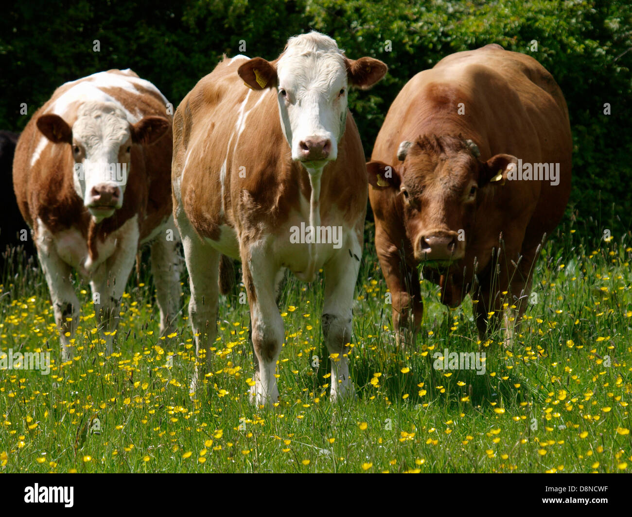 Vaches dans une prairie de renoncule, Cornwall, UK 2013 Banque D'Images