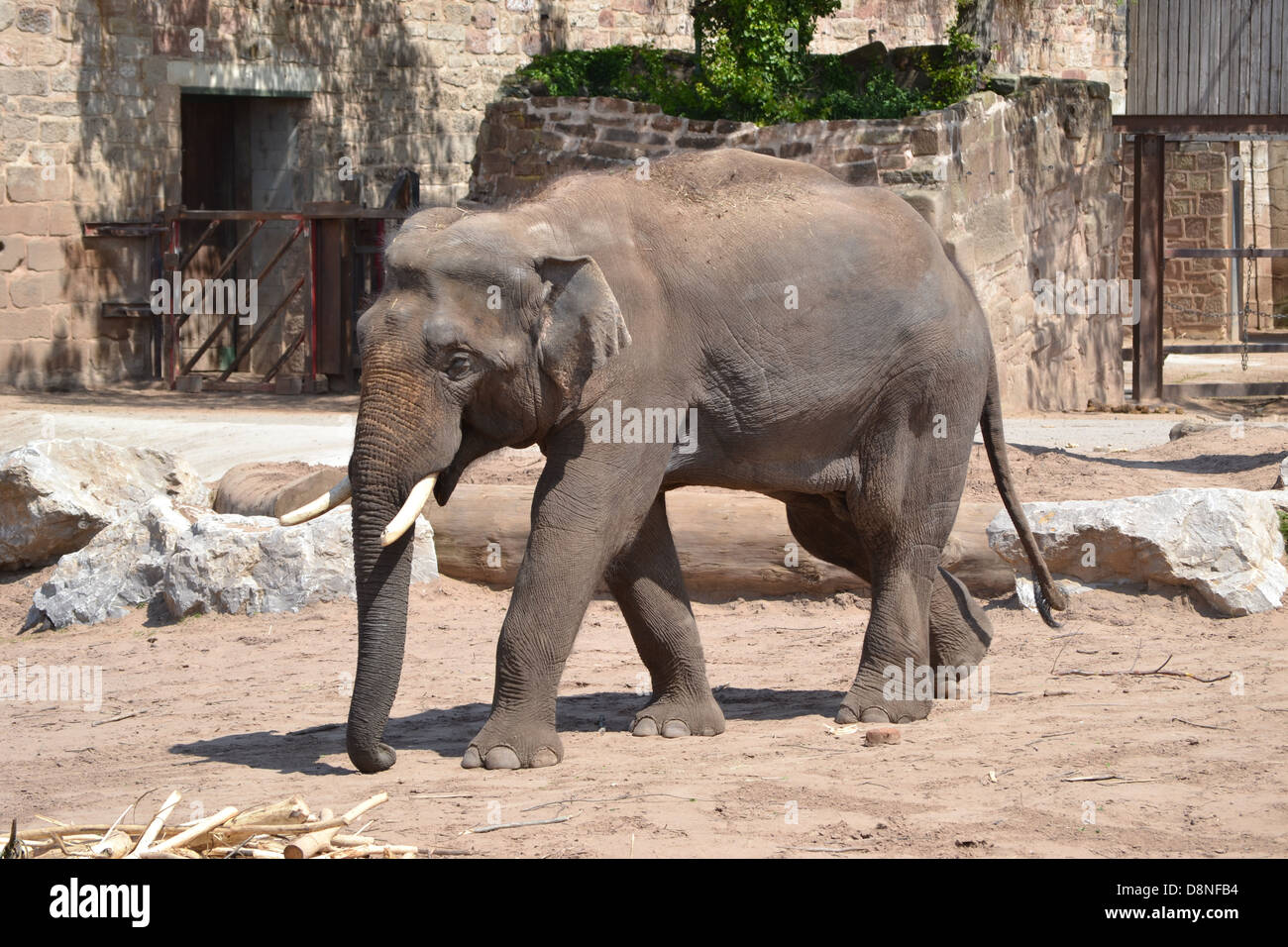 Des éléphants au zoo de Chester Banque D'Images