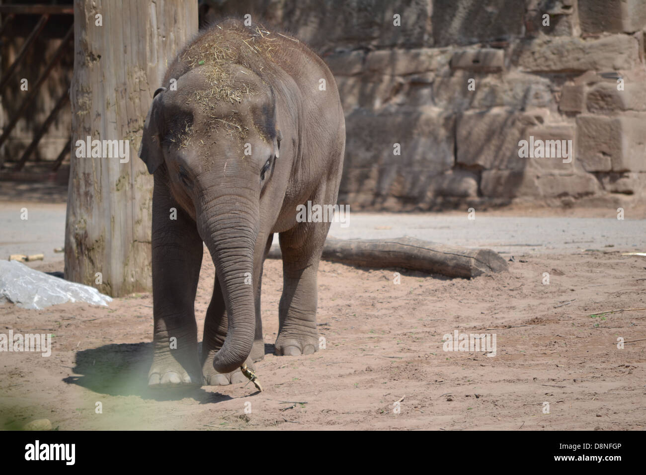 Des éléphants au zoo de Chester Banque D'Images