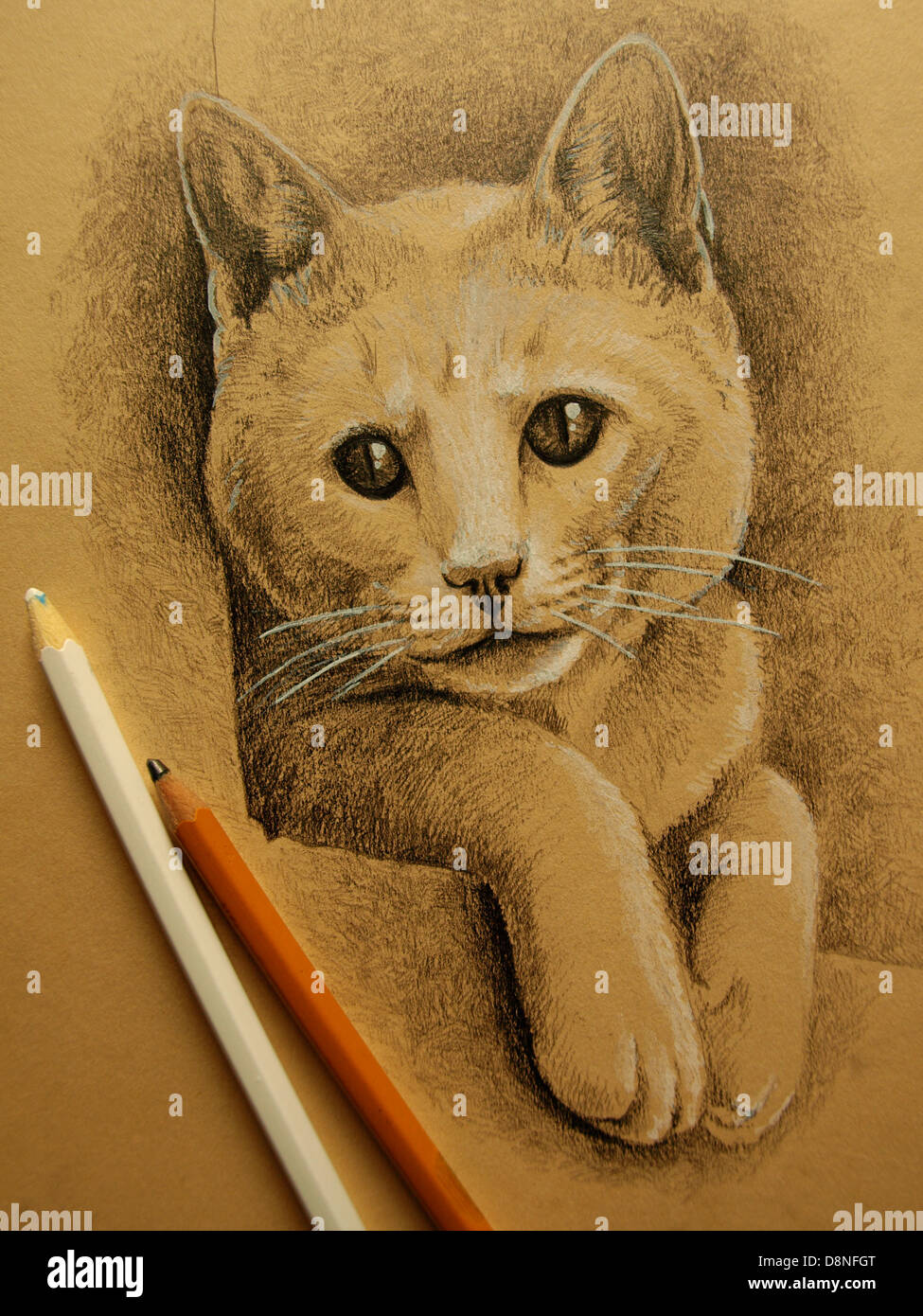 Dessin au crayon, cat, cat avec crayons, British shorthair, pedigree, cat Banque D'Images