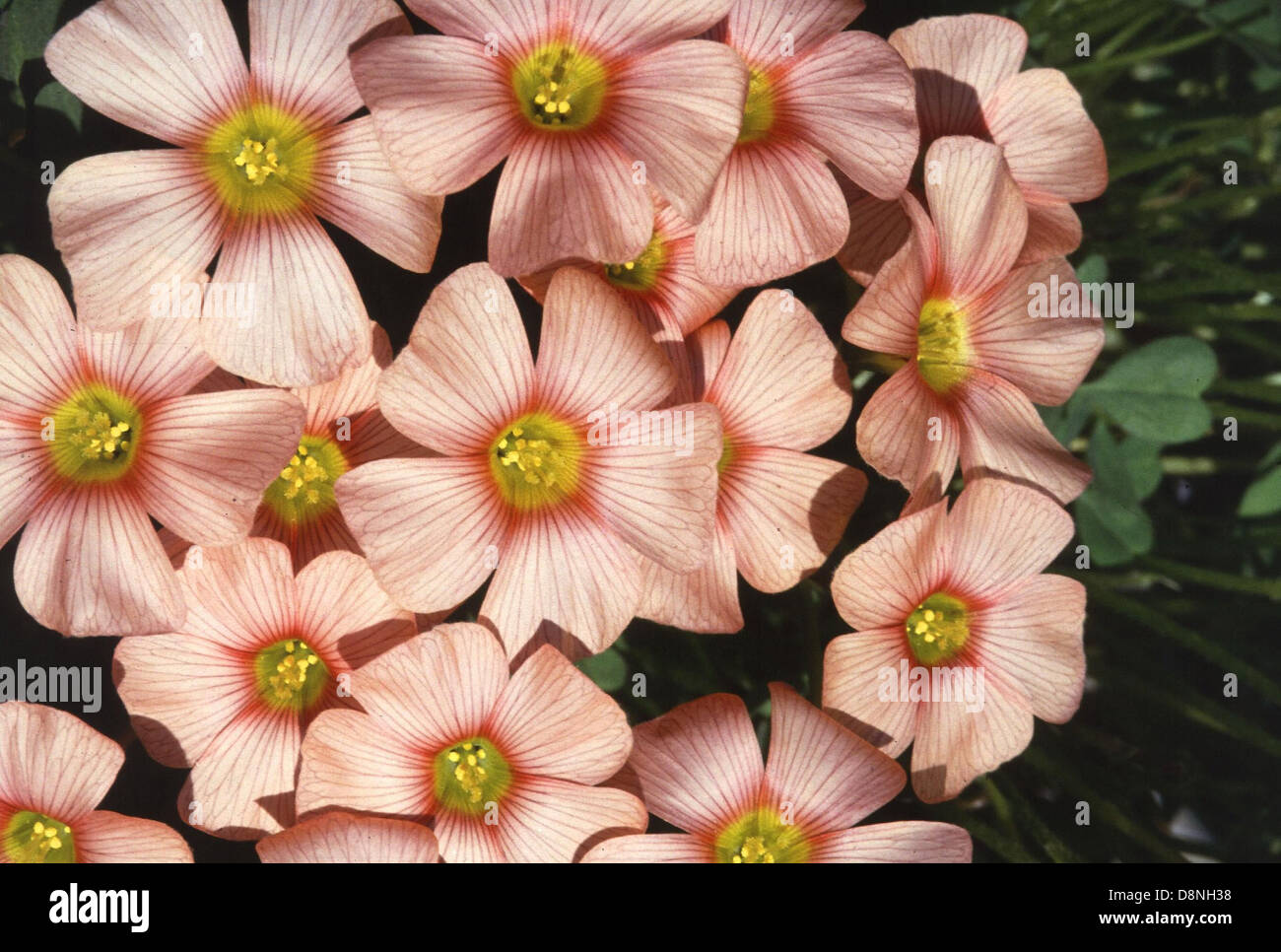 Cette image montre l'oseille des bois (Oxalis), un genre de plantes connu pour leurs feuilles trifoliées et leurs fleurs délicates. Souvent trouvé dans les bois et les prairies, l'oseille des bois est une petite plante herbacée avec un goût aigre caractéristique dû à la présence d'acide oxalique. Les fleurs peuvent varier en couleur du blanc au rose ou au violet, selon les espèces. Banque D'Images