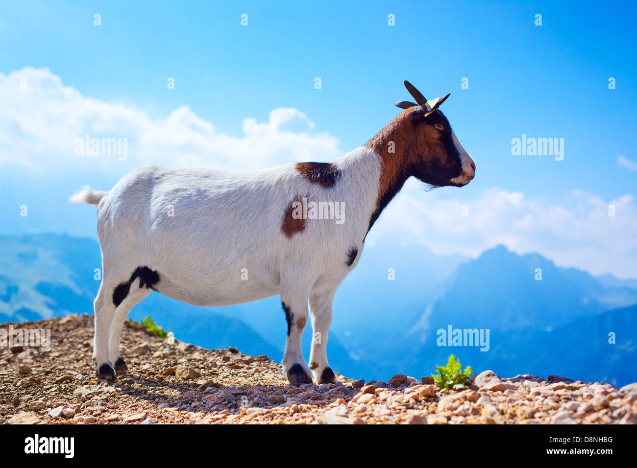 Petite chèvre sur fond de montagnes des Alpes. Banque D'Images