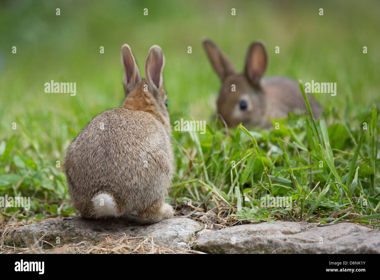 Une paire de jeunes lapins sauvages dans un champ d'herbe Banque D'Images