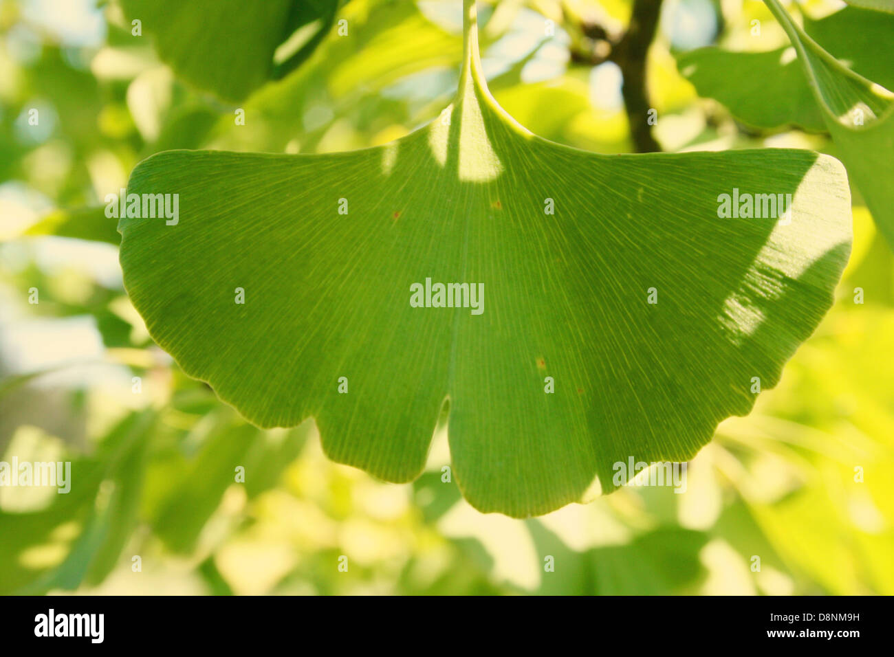 Maidenhair tree leaf Banque D'Images