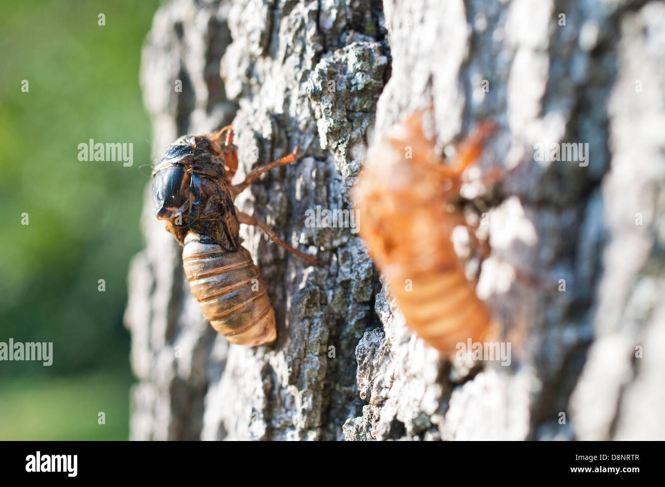 1er juin 2013. II une couvée (cicada pristimantis) émerge de sa peau larvaire à Tenafly, New Jersey, USA. Le phénomène de l'année 17 cigales n'a pas été vu depuis 1996. Ils sont de retour en 2013 et un grand nombre sont prévus le long de la côte est des États-Unis. Les cigales survivre pendant 17 ans sur les fluides de racines d'arbre à feuilles caduques avant de sortir en même temps de sortir de leur peau et se reproduire. Cigales adultes vivre pour quelques semaines seulement avant le décrochage des arbres laissant énorme tas de carcasses. Le nouveau tunnel les nymphes sous terre pour compléter le cycle. Banque D'Images