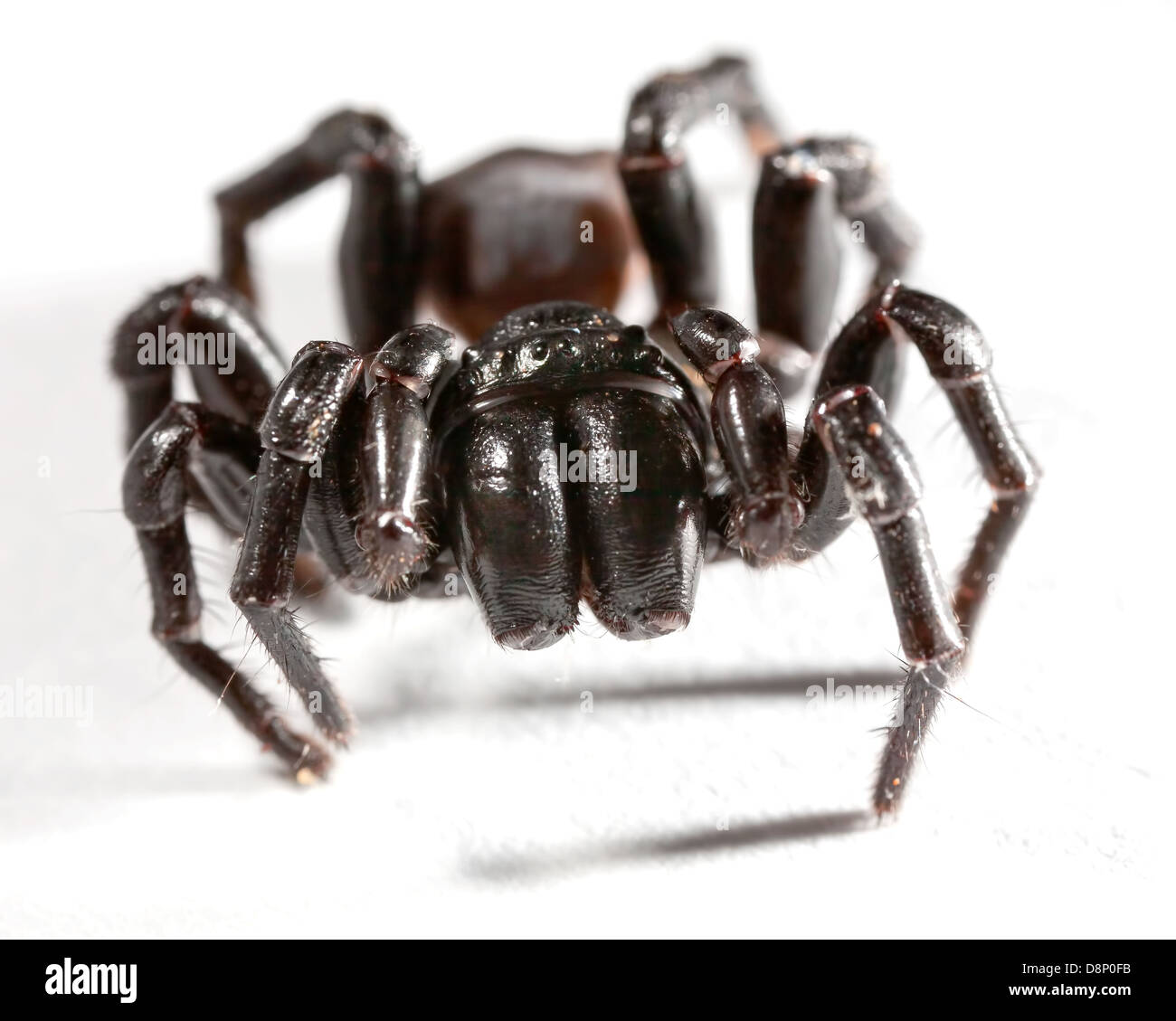Un entonnoir blanc sur spider web Banque D'Images