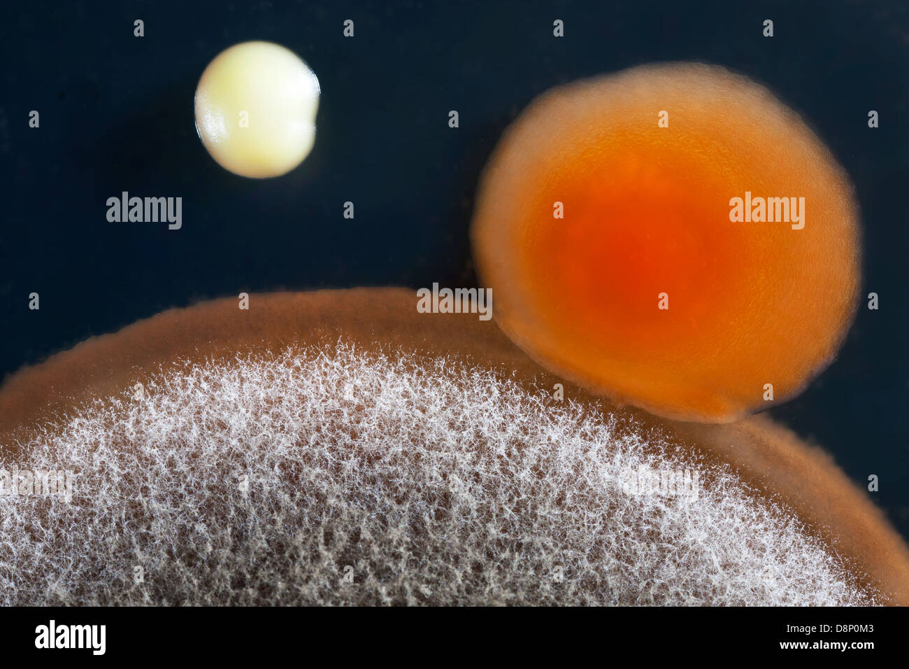 Un gros plan d'un moule (Aspergillus niger) , et bactériennes (Staphylococcus aureus) colonie sur une plaque de gélose. Banque D'Images