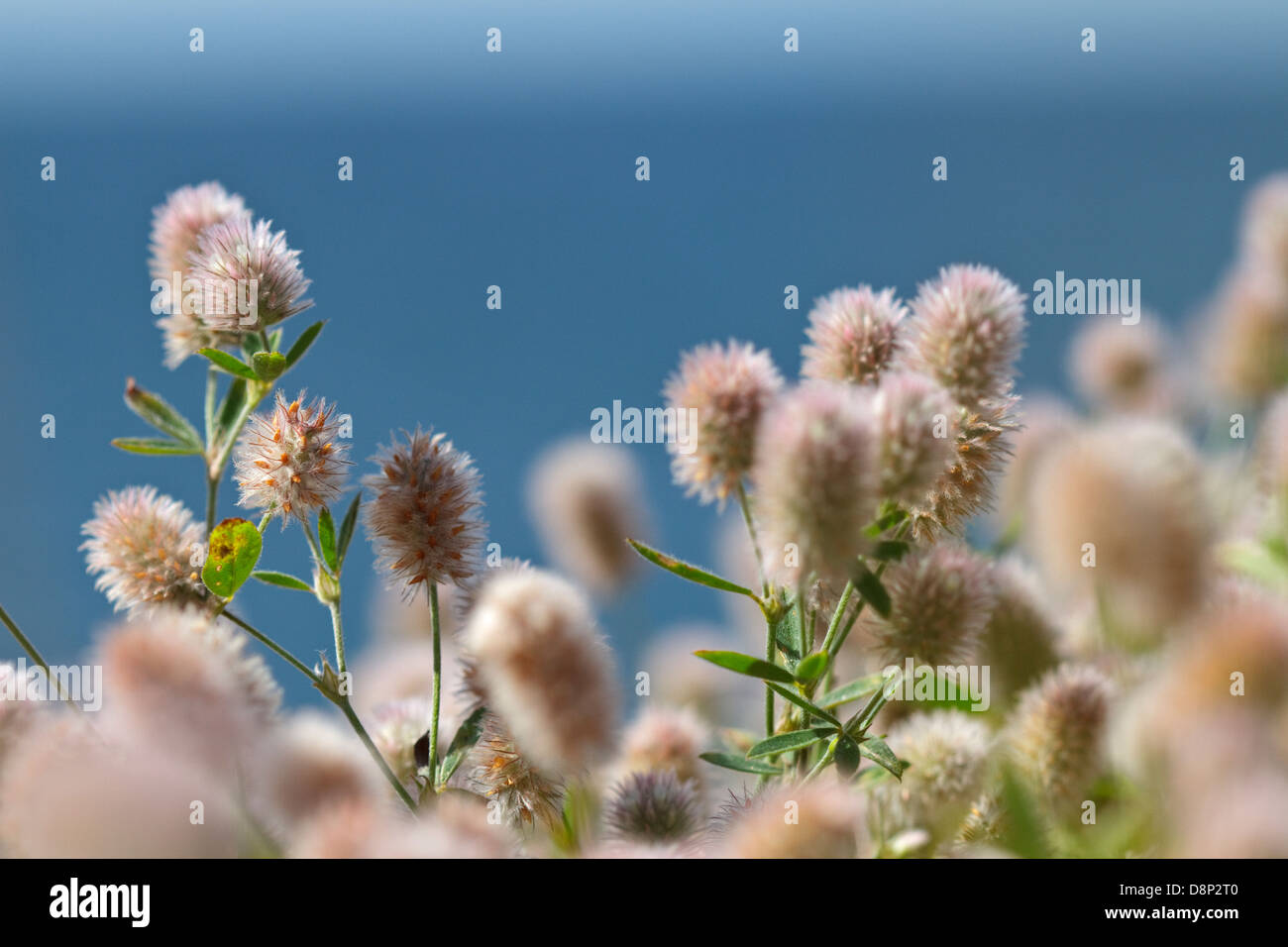 La floraison du trèfle pied-Lièvre, Banque D'Images