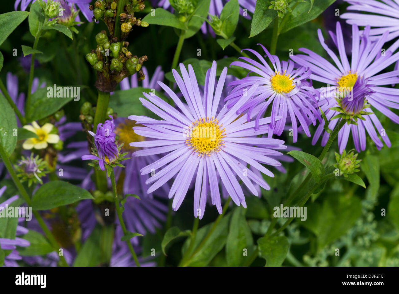 Belle fleur jaune et violet daisy closeup Banque D'Images