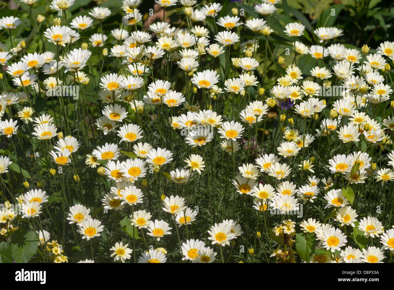 Daisy fleurs jaune et blanc macro closeup Banque D'Images