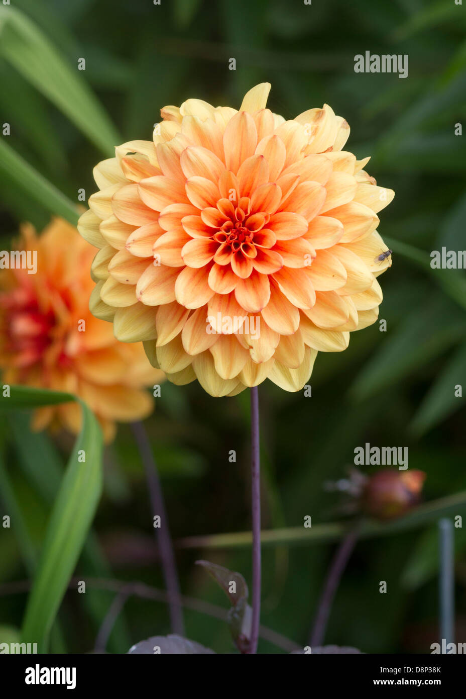 Une belle fleur Dahlia Orange avec tissu de fond Banque D'Images