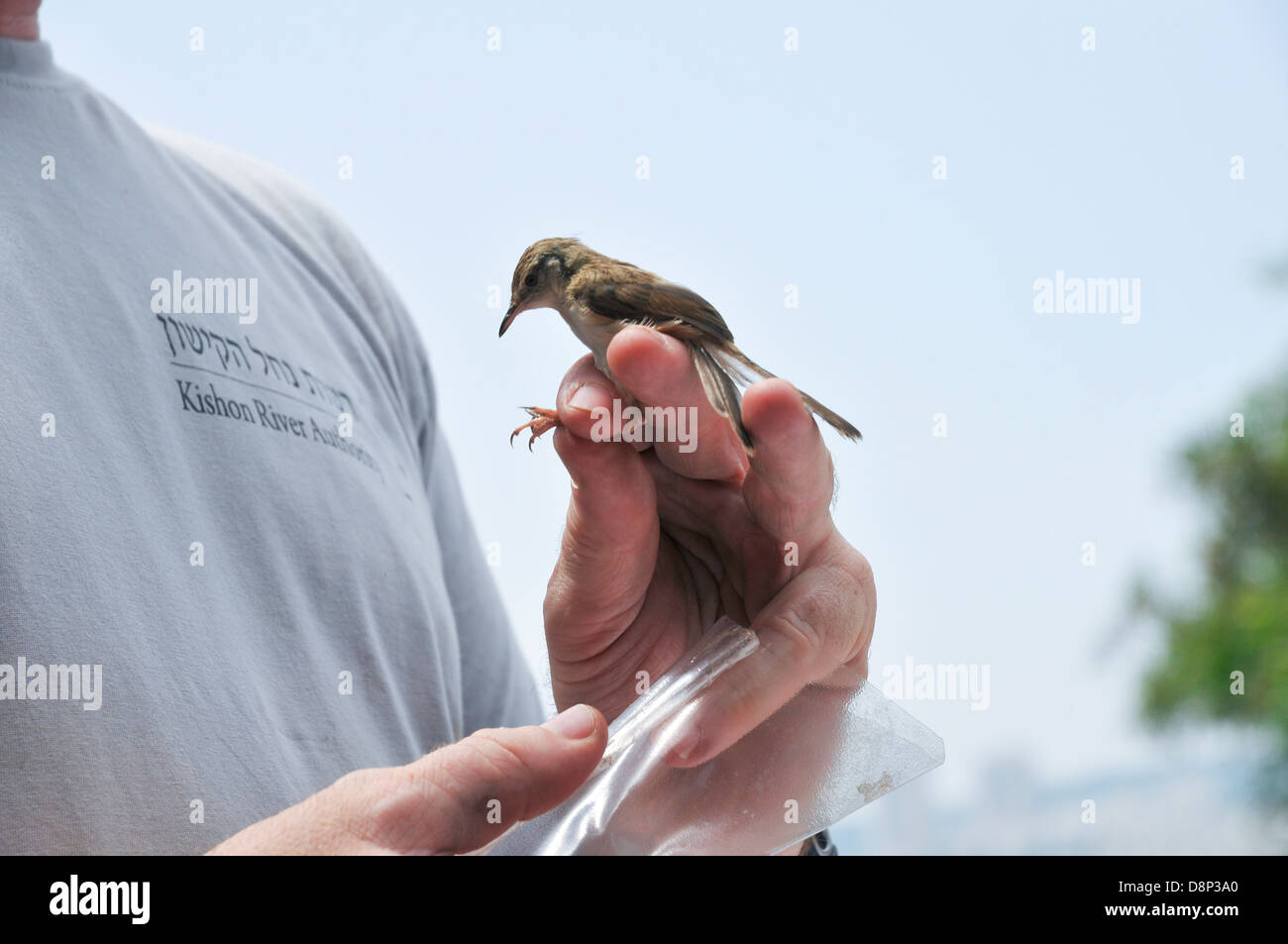 Prinia gracieux gracieux également orangée Prinia gracilis) (en cours de phoques annelés, mesurés et pesés. Banque D'Images