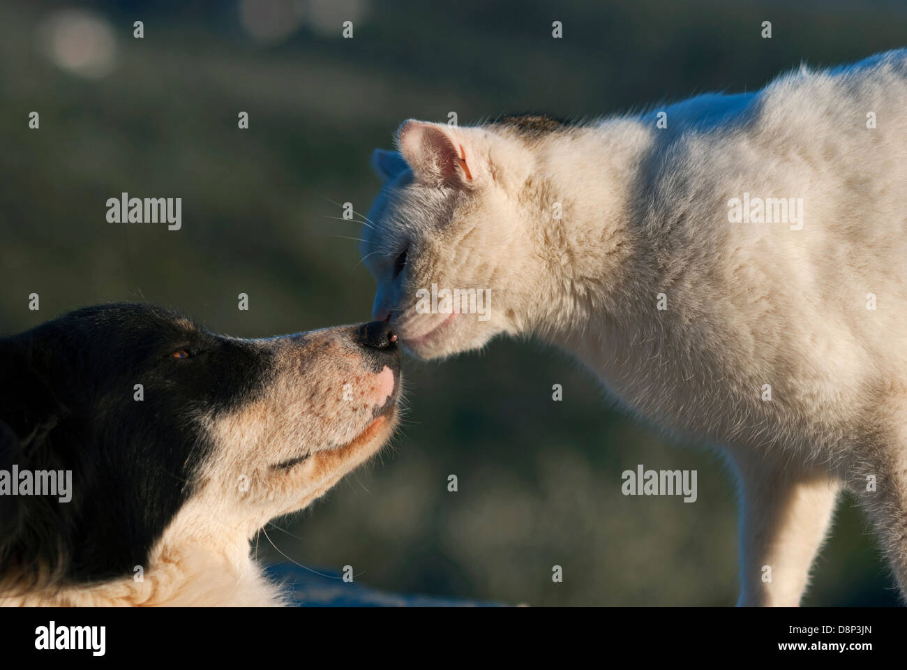 Chat et chien face à face Banque D'Images