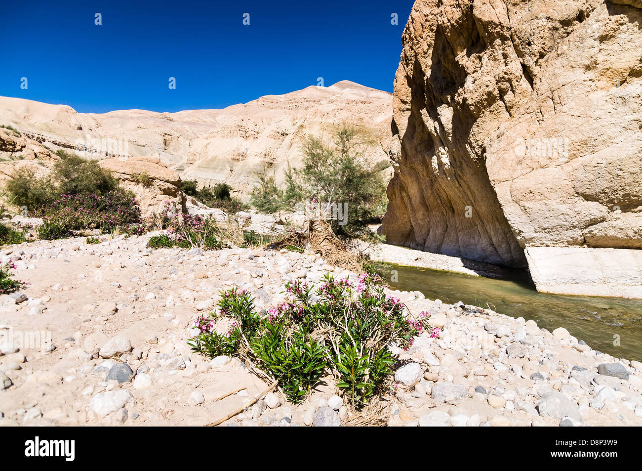 L'eau coule dans l'ouest de la Jordanie dans le Wadi Hasa Banque D'Images