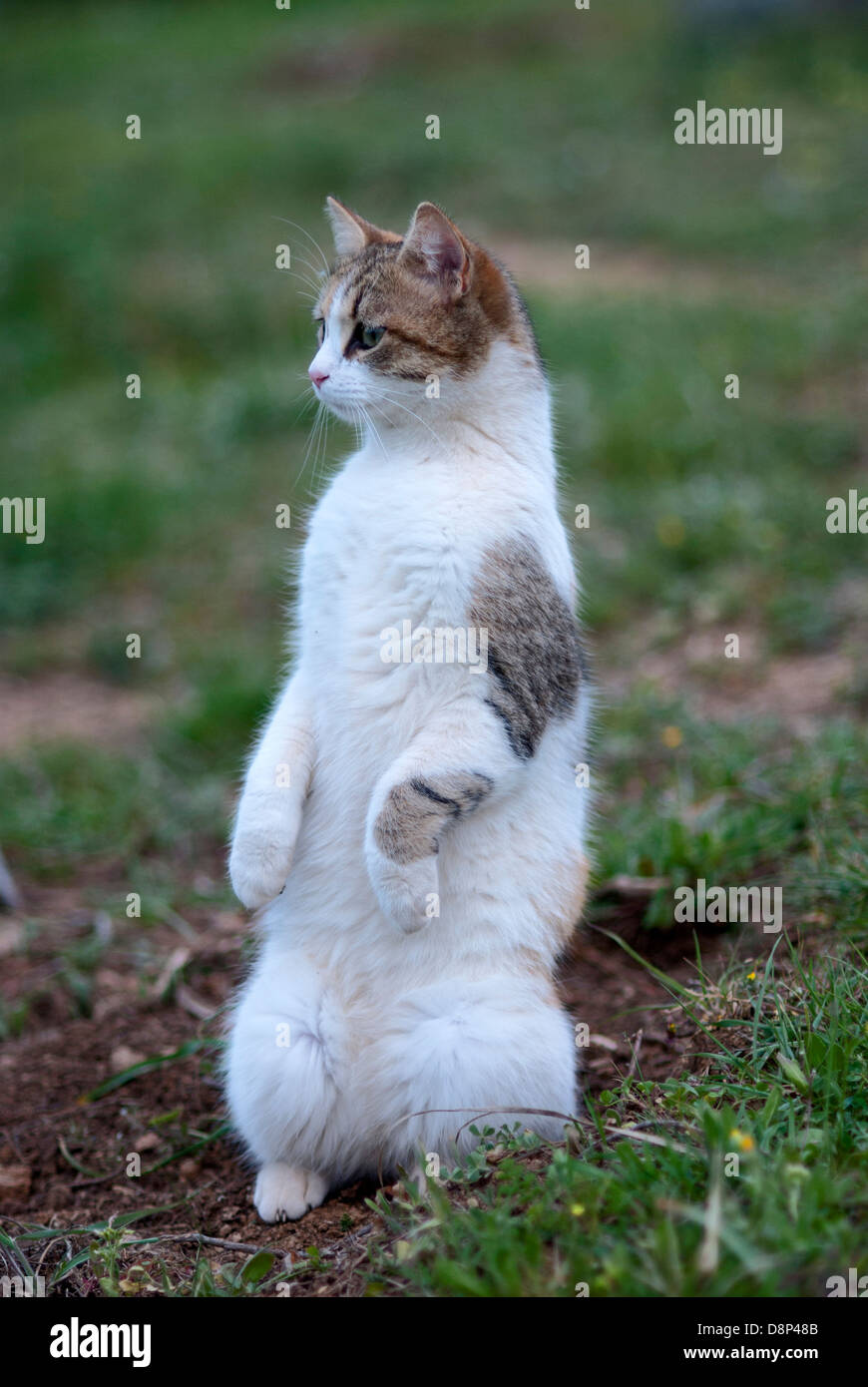 Chat domestique assis bien droit sur ses pattes à la recherche de quelque chose Banque D'Images