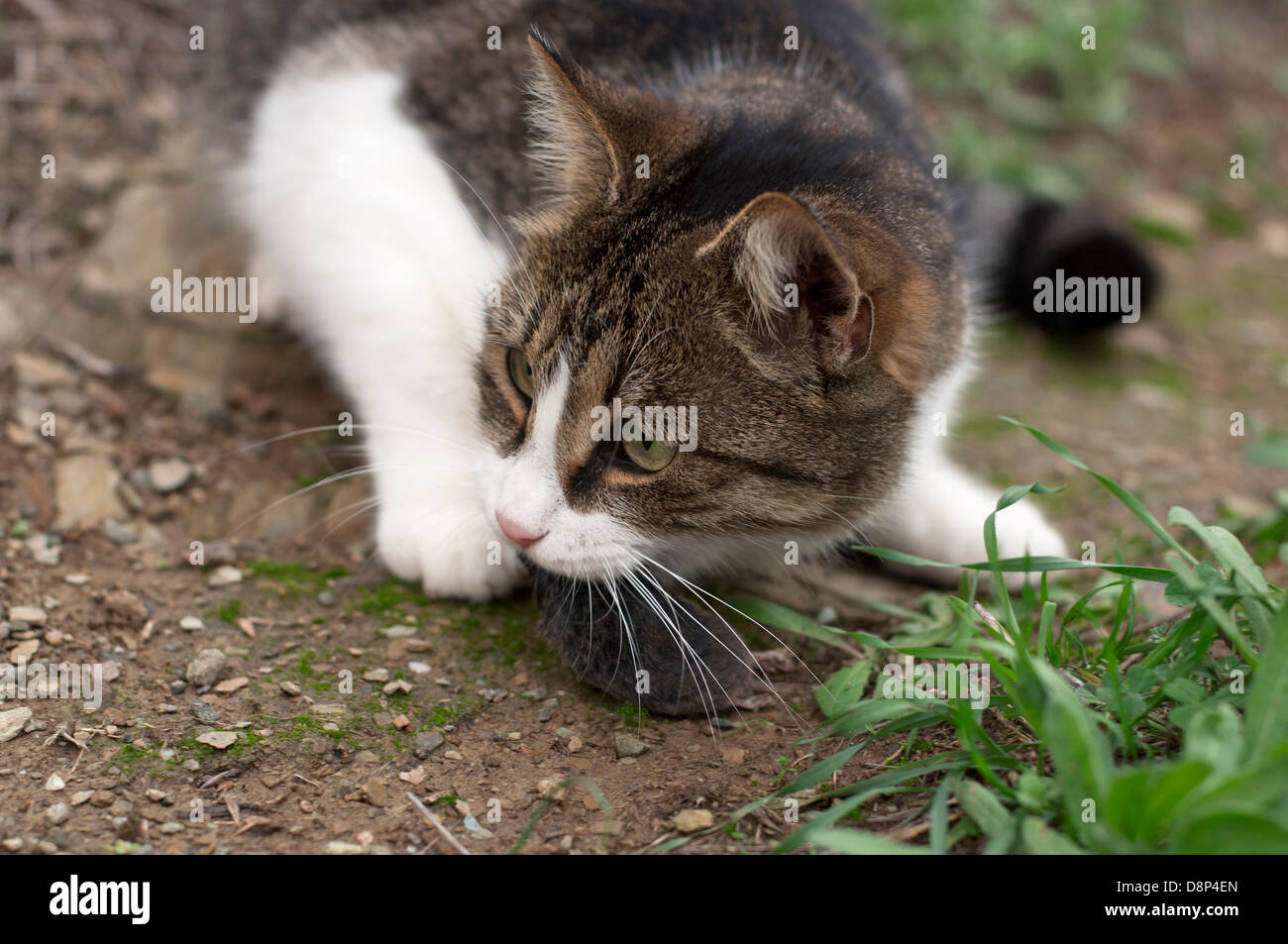 Jeune chat avec souris capturées Banque D'Images
