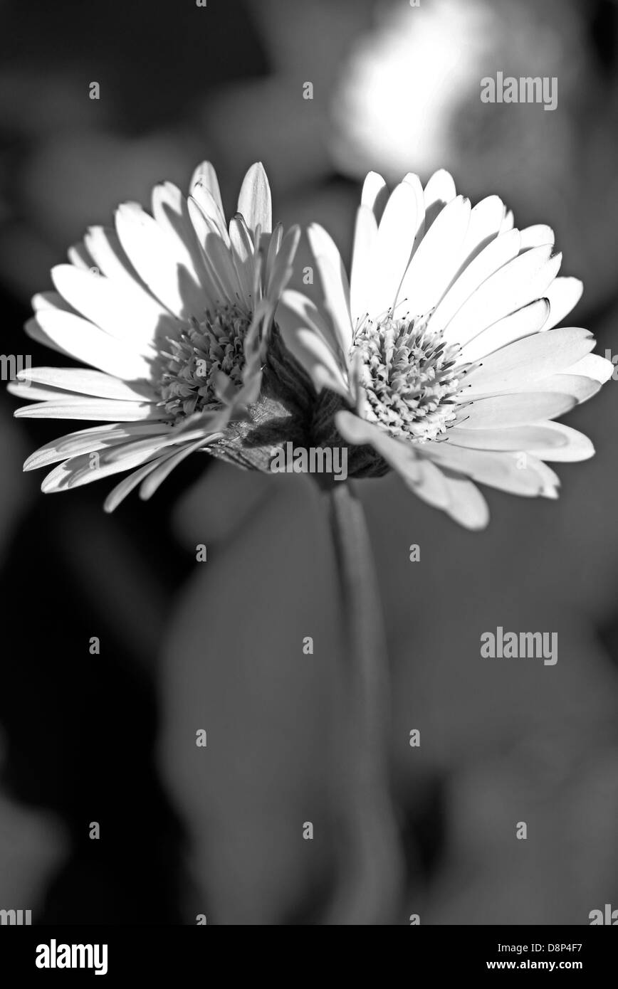 Photo en noir et blanc de Gerbera Garvinea (Valeri) lits de fleurs à tige simple. Banque D'Images
