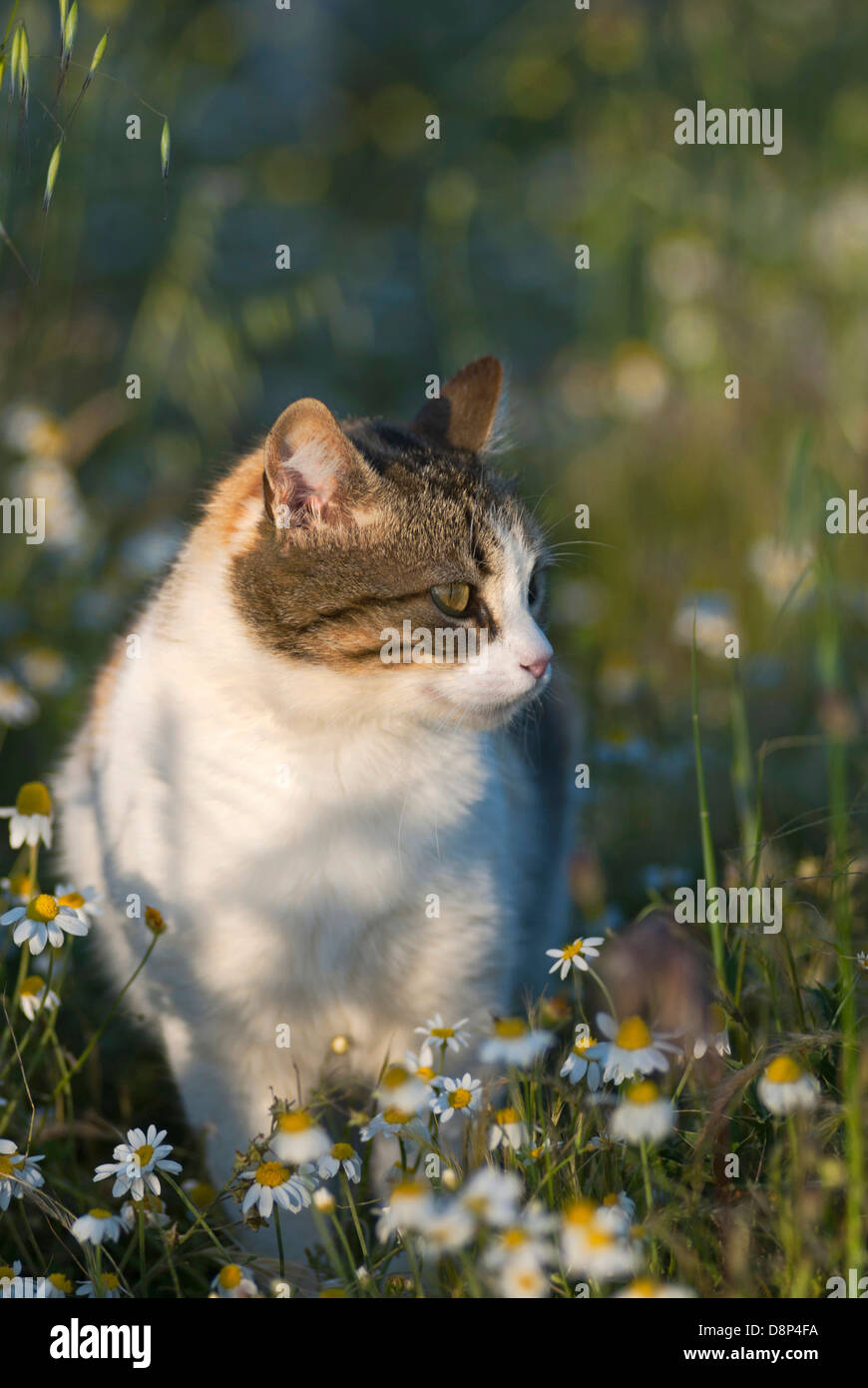 Chat Calico assis dans un champ de fleurs au printemps Banque D'Images