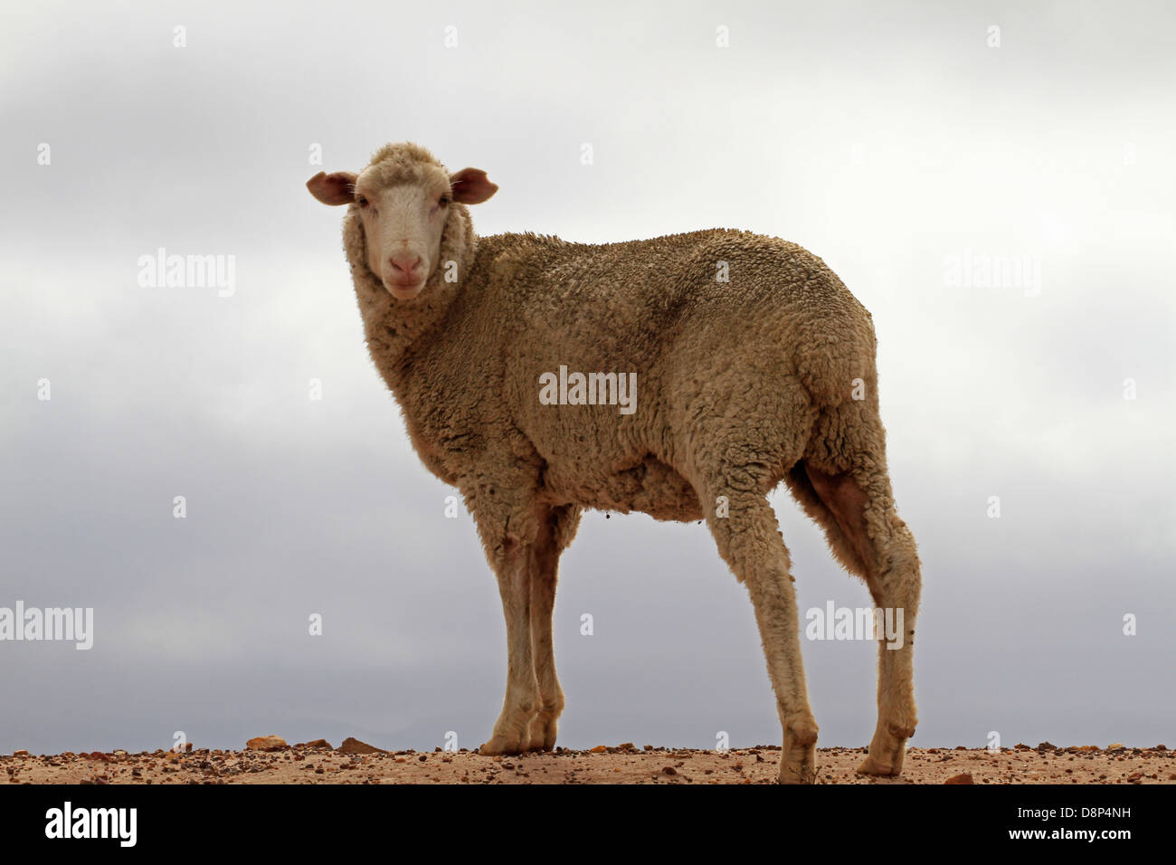 Moutons sur mur de barrage sur une ferme près de Darling dans le Western Cape, Afrique du Sud. Banque D'Images