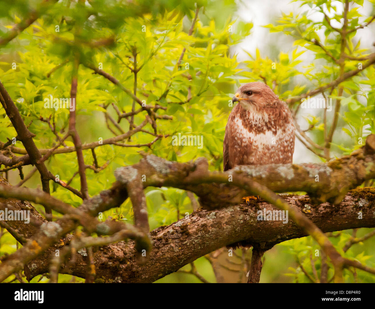 Wild Buse variable, Buteo buteo perché dans l'arbre Banque D'Images