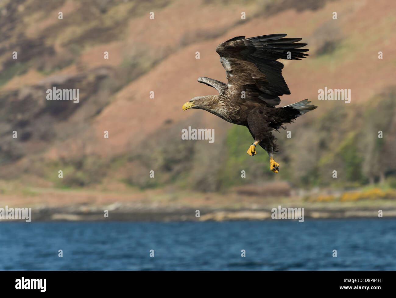 Un cerf blanc Sea Eagle planeur sur un loch écossais et la capture de poissons Banque D'Images