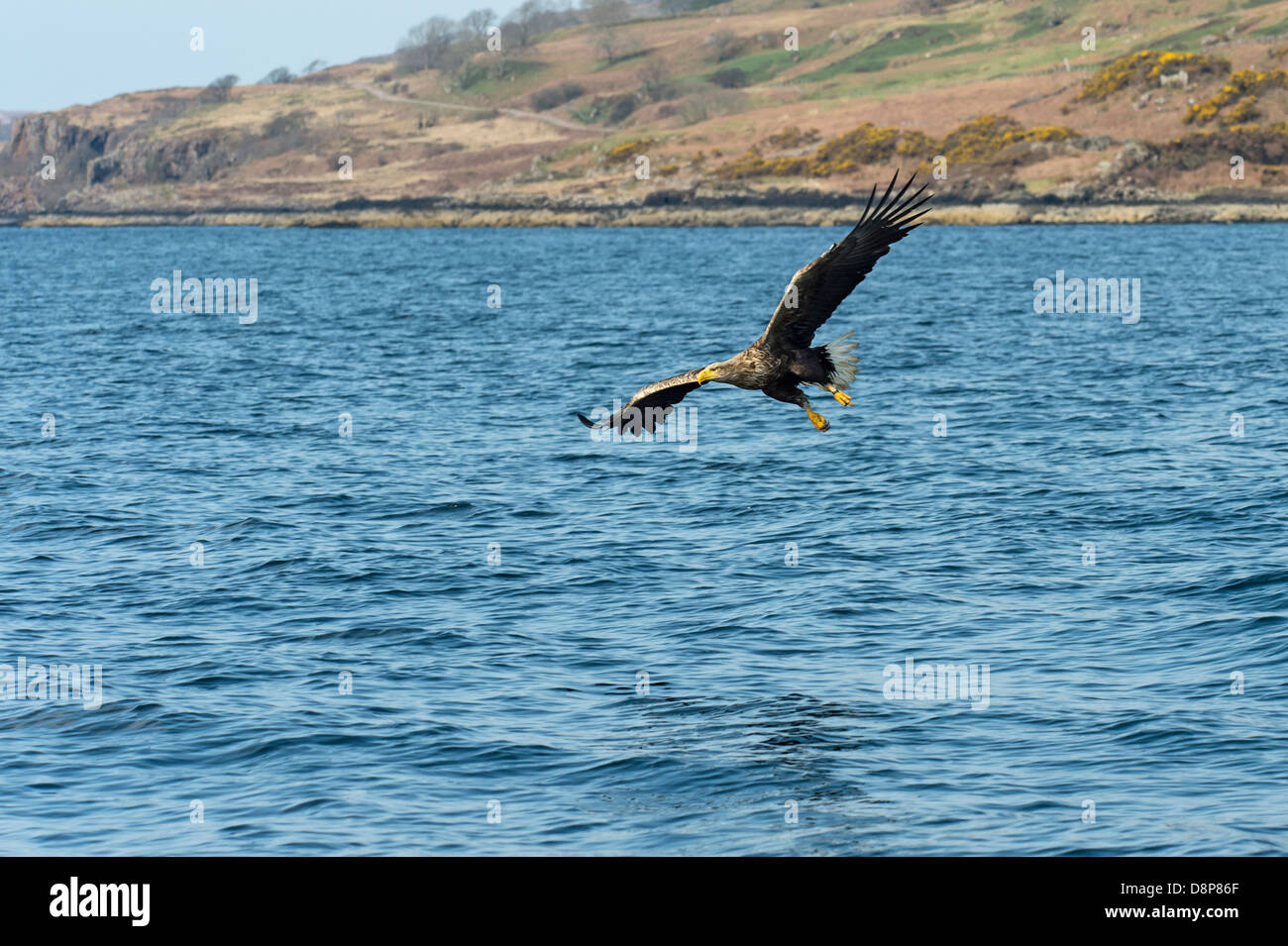Un cerf blanc Sea Eagle planeur sur un loch écossais et la capture de poissons Banque D'Images