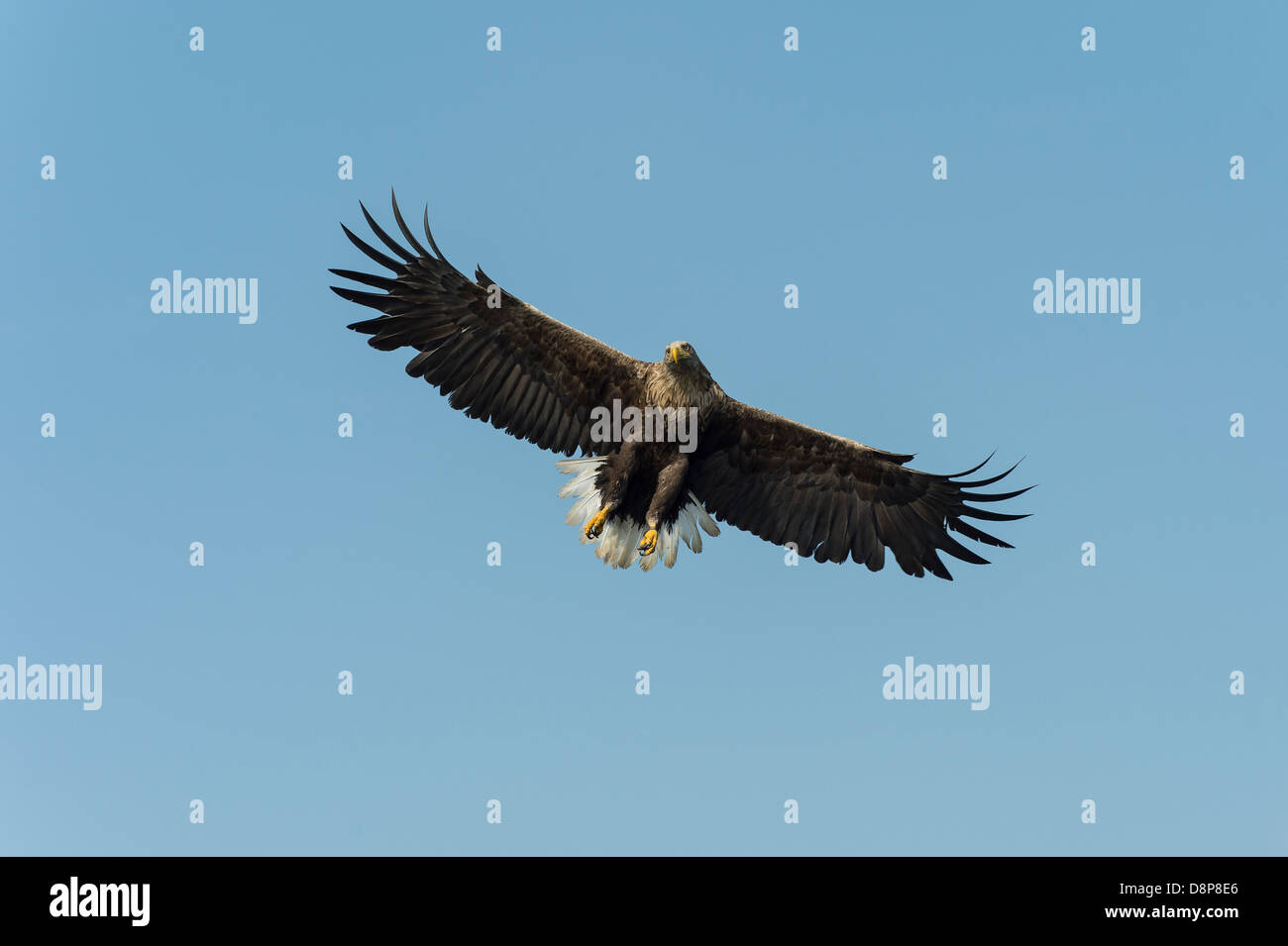 Un cerf blanc Sea Eagle planeur sur un loch écossais et la capture de poissons Banque D'Images