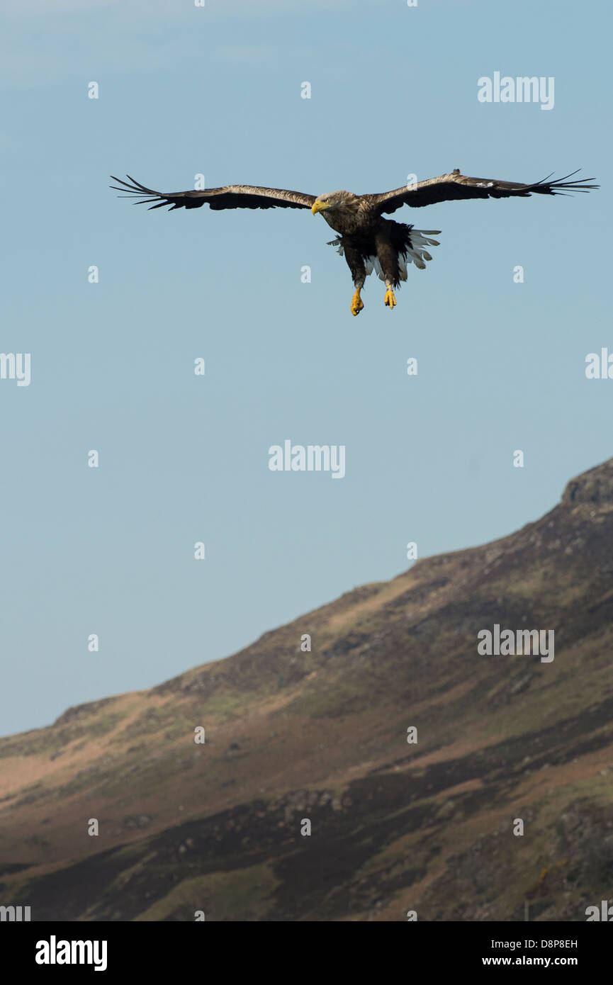 Un cerf blanc Sea Eagle planeur sur un loch écossais et la capture de poissons Banque D'Images