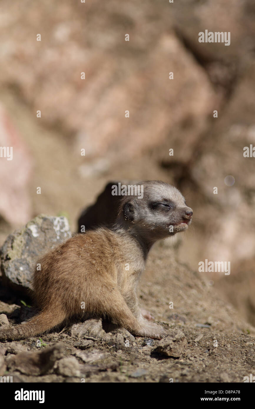 Meerkat bébé dans un zoo. Banque D'Images