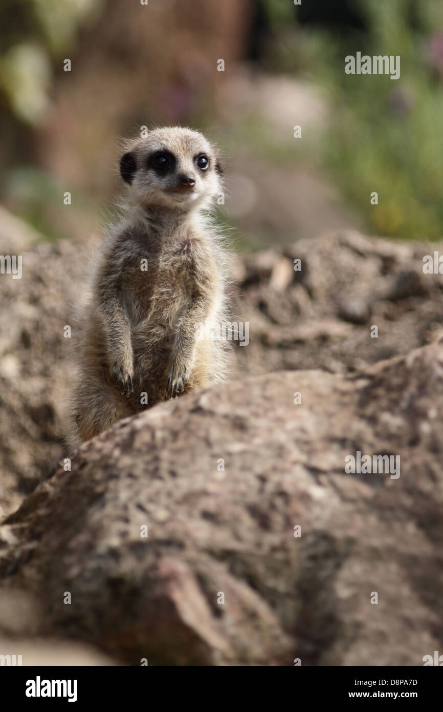 Meerkat bébé dans un zoo. Banque D'Images